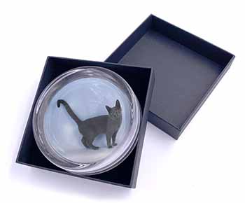 Russian Blue Cat Glass Paperweight in Gift Box