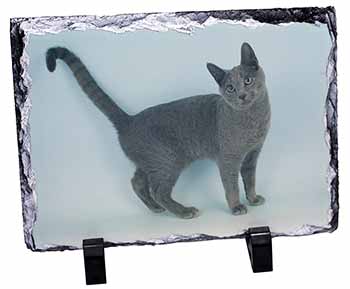 Russian Blue Cat, Stunning Photo Slate