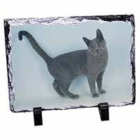 Russian Blue Cat, Stunning Photo Slate