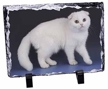 White Scottish Fold Cat, Stunning Photo Slate