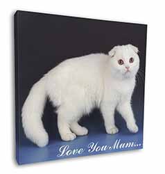 Scottish Fold Cat 