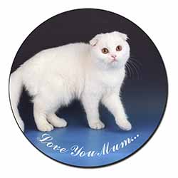 Scottish Fold Cat 