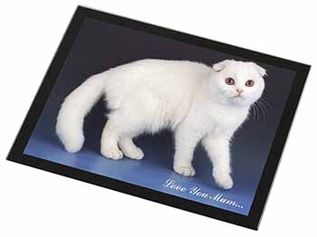 Scottish Fold Cat 