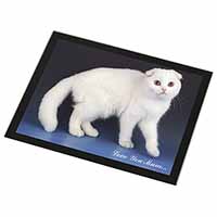 Scottish Fold Cat 