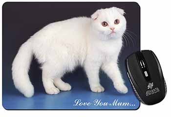 Scottish Fold Cat 