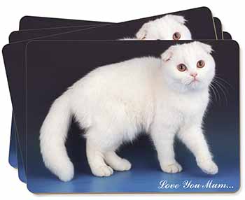Scottish Fold Cat 