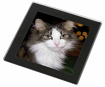 Beautiful Tabby Cat Black Rim High Quality Glass Coaster