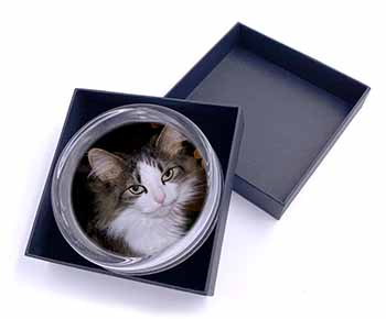 Beautiful Tabby Cat Glass Paperweight in Gift Box