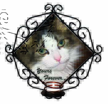 Tabby Cat 