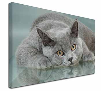 British Blue Cat Laying on Glass Canvas X-Large 30"x20" Wall Art Print