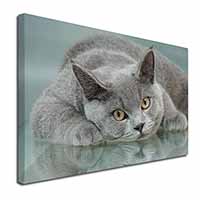 British Blue Cat Laying on Glass Canvas X-Large 30"x20" Wall Art Print
