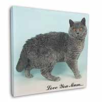 Selkirk Rex Cat 