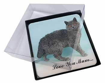 4x Selkirk Rex Cat 