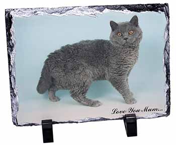 Selkirk Rex Cat 