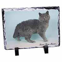 Selkirk Rex Cat 