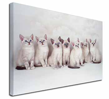 Snowshoe Kittens Snow Shoe Cats Canvas X-Large 30"x20" Wall Art Print