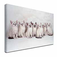 Snowshoe Kittens Snow Shoe Cats Canvas X-Large 30"x20" Wall Art Print