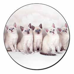 Snowshoe Kittens Snow Shoe Cats Fridge Magnet Printed Full Colour