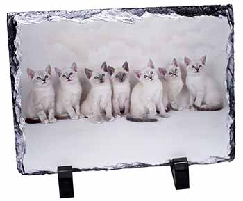 Snowshoe Kittens Snow Shoe Cats, Stunning Photo Slate