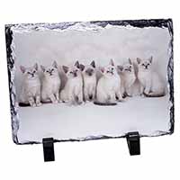 Snowshoe Kittens Snow Shoe Cats, Stunning Animal Photo Slate