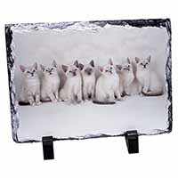 Snowshoe Kittens Snow Shoe Cats, Stunning Photo Slate