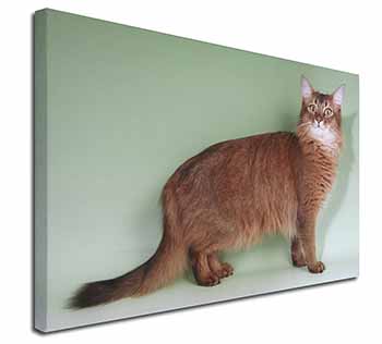 Ginger Somali Cat Canvas X-Large 30"x20" Wall Art Print