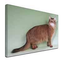 Ginger Somali Cat Canvas X-Large 30"x20" Wall Art Print