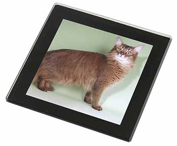 Ginger Somali Cat Black Rim High Quality Glass Coaster