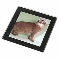 Ginger Somali Cat Black Rim High Quality Glass Coaster