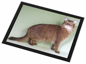 Ginger Somali Cat Black Rim High Quality Glass Placemat