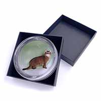 Ginger Somali Cat Glass Paperweight in Gift Box