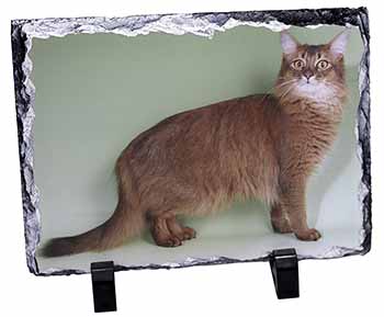 Ginger Somali Cat, Stunning Photo Slate