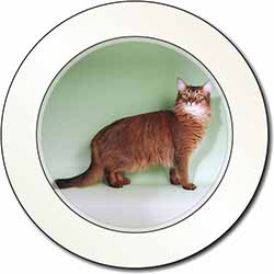 Ginger Somali Cat Car or Van Permit Holder/Tax Disc Holder