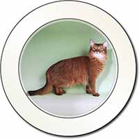 Ginger Somali Cat Car or Van Permit Holder/Tax Disc Holder