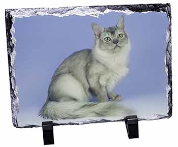 Silver Coat Tiffanie Cat, Stunning Photo Slate