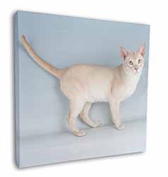 Tonkinese Cat Square Canvas 12"x12" Wall Art Picture Print