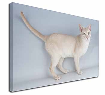 Tonkinese Cat Canvas X-Large 30"x20" Wall Art Print