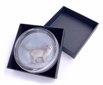 Tonkinese Cat Glass Paperweight in Gift Box