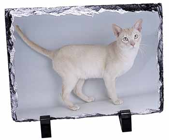 Tonkinese Cat, Stunning Photo Slate