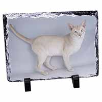 Tonkinese Cat, Stunning Photo Slate