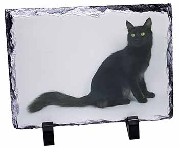 Black Turkish Angora Cat, Stunning Photo Slate