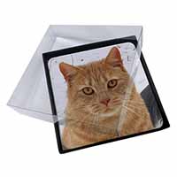 4x Pretty Ginger Cat Picture Table Coasters Set in Gift Box