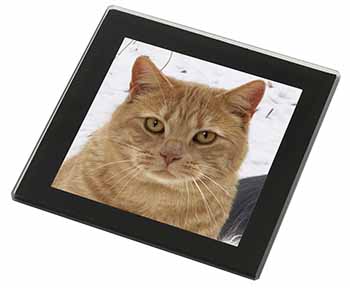 Pretty Ginger Cat Black Rim High Quality Glass Coaster