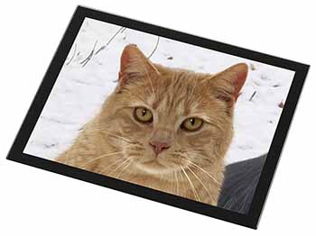 Pretty Ginger Cat Black Rim High Quality Glass Placemat