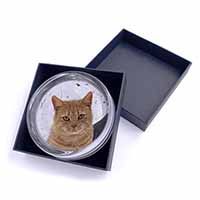 Pretty Ginger Cat Glass Paperweight in Gift Box