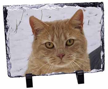 Pretty Ginger Cat, Stunning Photo Slate