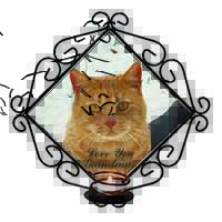 Ginger Cat 
