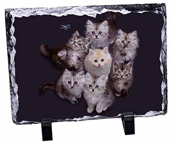 Cute Kittens+Dragonfly, Stunning Photo Slate