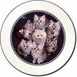 Cute Kittens+Dragonfly Car or Van Permit Holder/Tax Disc Holder