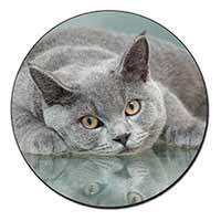 British Blue Cat Laying on Glass Fridge Magnet Printed Full Colour